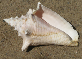 creamy-white-natural-conch-shell_0
