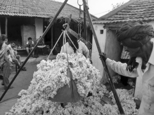 Kala_cotton-Direct_purchase_from+_farmers_copyright_khamir_mono