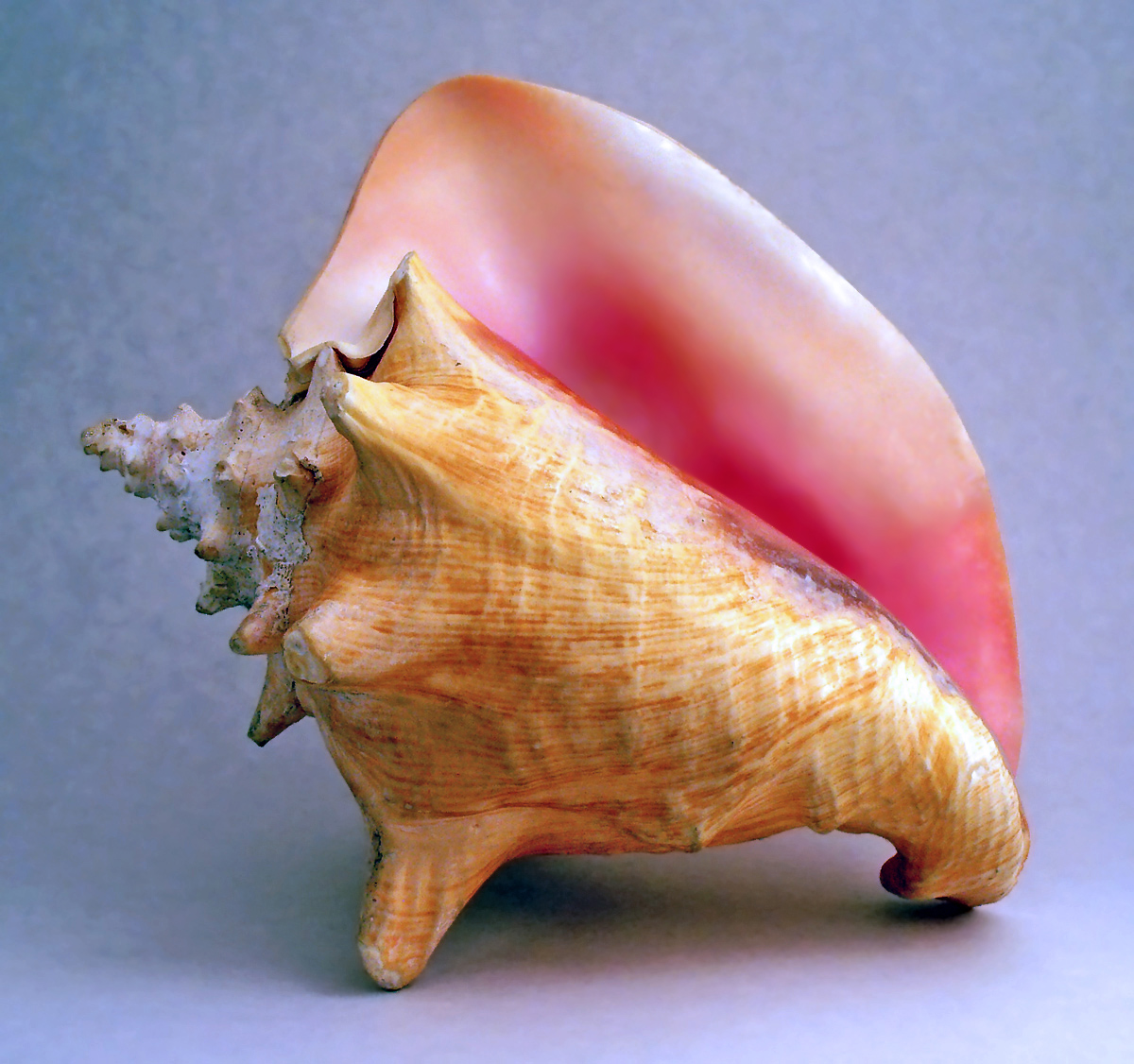 Conch-shell