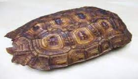 Tortoise Shell Craft of Pondicherry