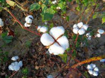 Organic Cotton of Gujarat