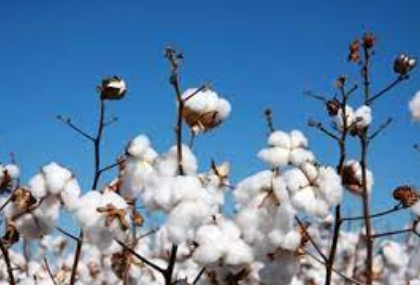 Organic Cotton of Kerala